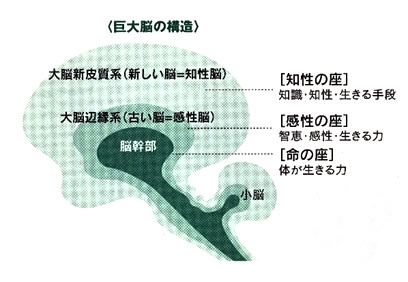 知らなかった大切な話「人間の脳の成長には、順番があった」